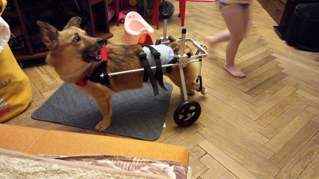 Small / Medium Dog Hind Leg Wheelchair review KS 01