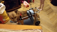 Small / Medium Dog Hind Leg Wheelchair review 1