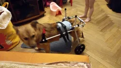 Small / Medium Dog Hind Leg Wheelchair review KS 02