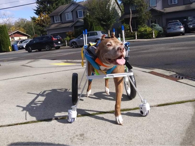 4 Wheel Big Dog Wheelchair review L.Bauer 02