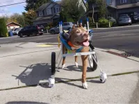 4 Wheel Big Dog Wheelchair review 1