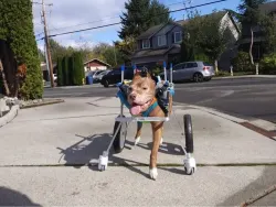 4 Wheel Big Dog Wheelchair review L.Bauer 01