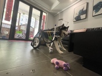 4 Wheel Big Dog Wheelchair review 1