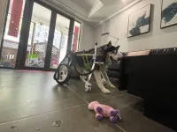 4 Wheel Big Dog Wheelchair review 1