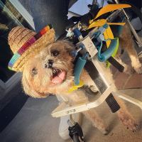 Lightweight Quad Wheelchair for Small Dogs review 0