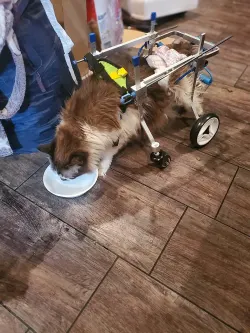 Lightweight Quad Wheelchair for Small Dogs review sonny