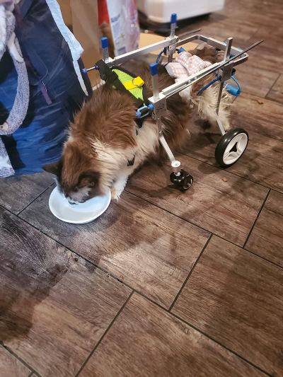 Lightweight Quad Wheelchair for Small Dogs review