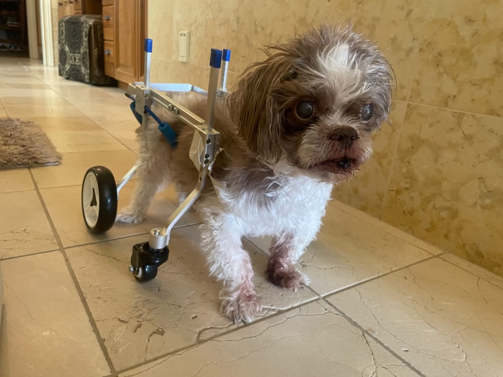 Lightweight Quad Wheelchair for Small Dogs review 1