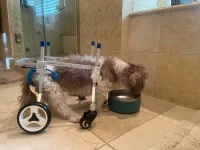 Lightweight Quad Wheelchair for Small Dogs review 0