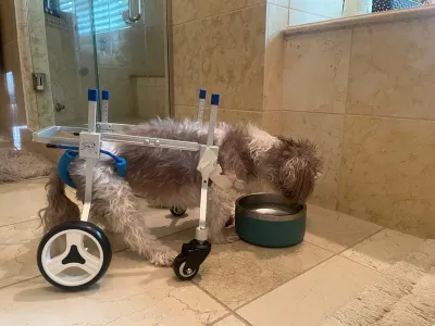 Lightweight Quad Wheelchair for Small Dogs review 