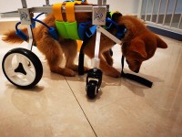 Lightweight Quad Wheelchair for Small Dogs review 0