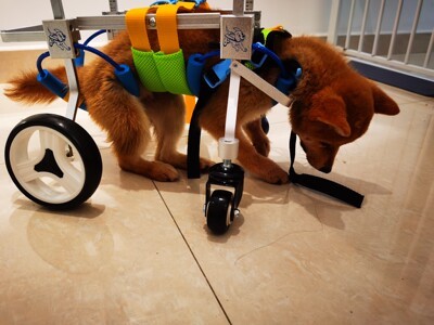 Lightweight Quad Wheelchair for Small Dogs review 