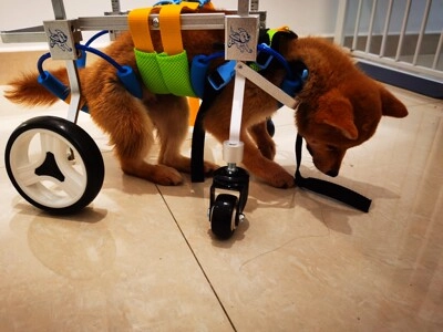 Lightweight Quad Wheelchair for Small Dogs review 