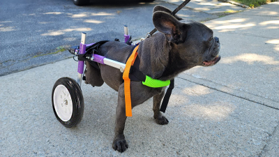 Little Dog Rear Wheelchair review