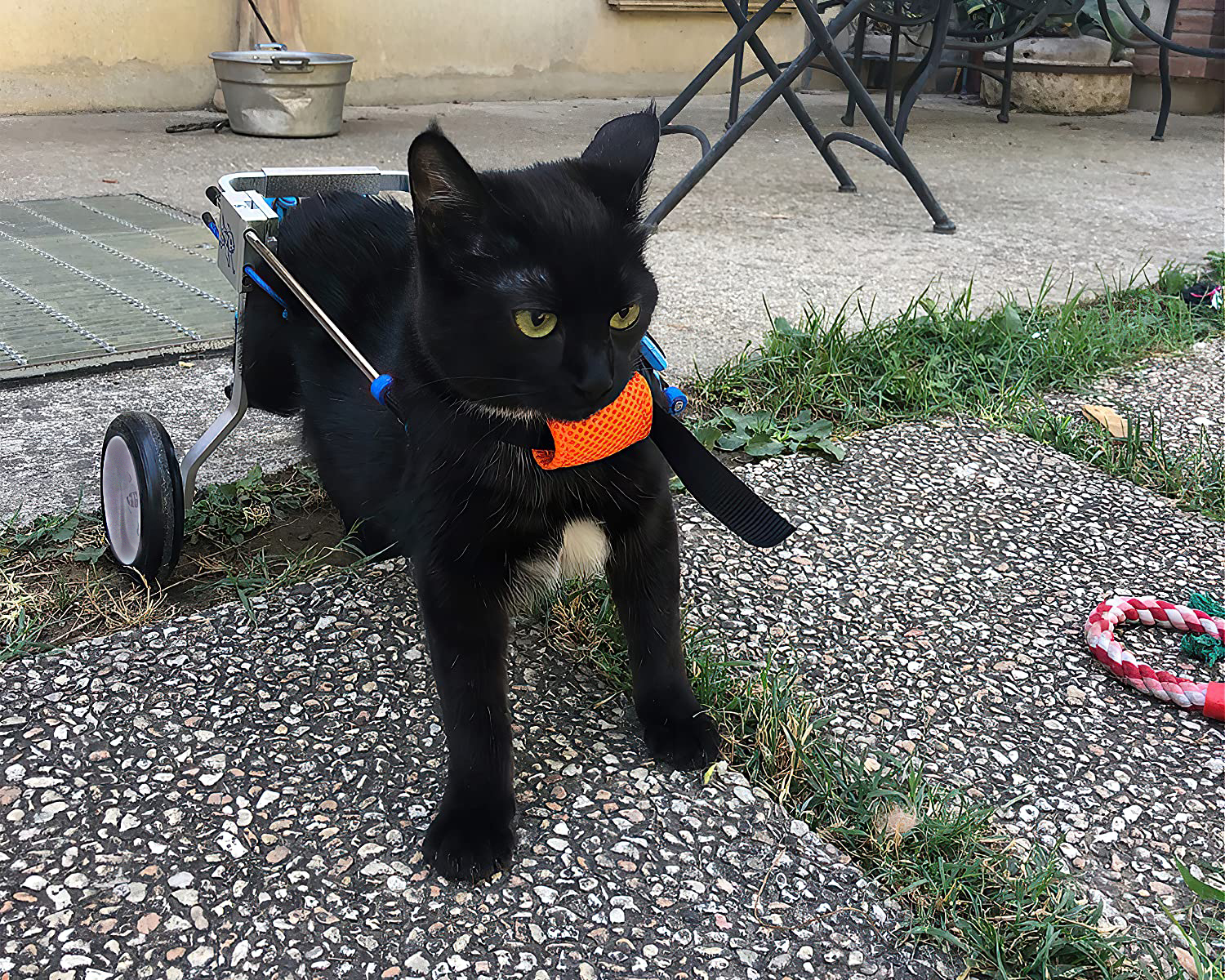 Small Dog Wheelchair for Hind Legs review 0