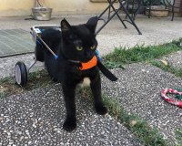 Small Dog Wheelchair for Hind Legs review 0