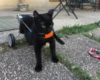Small Dog Wheelchair for Hind Legs review 0