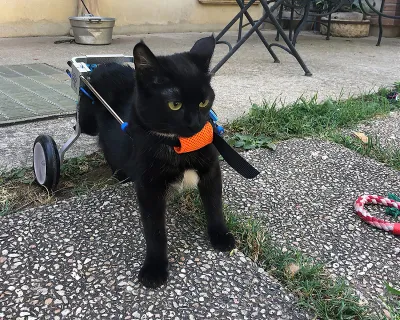 Small Dog Wheelchair for Hind Legs review 