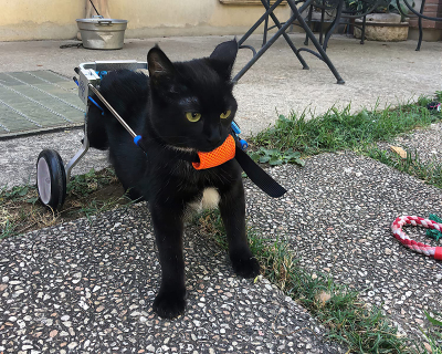 Small Dog Wheelchair for Hind Legs review