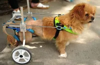 Small Dog Wheelchair for Hind Legs review 0