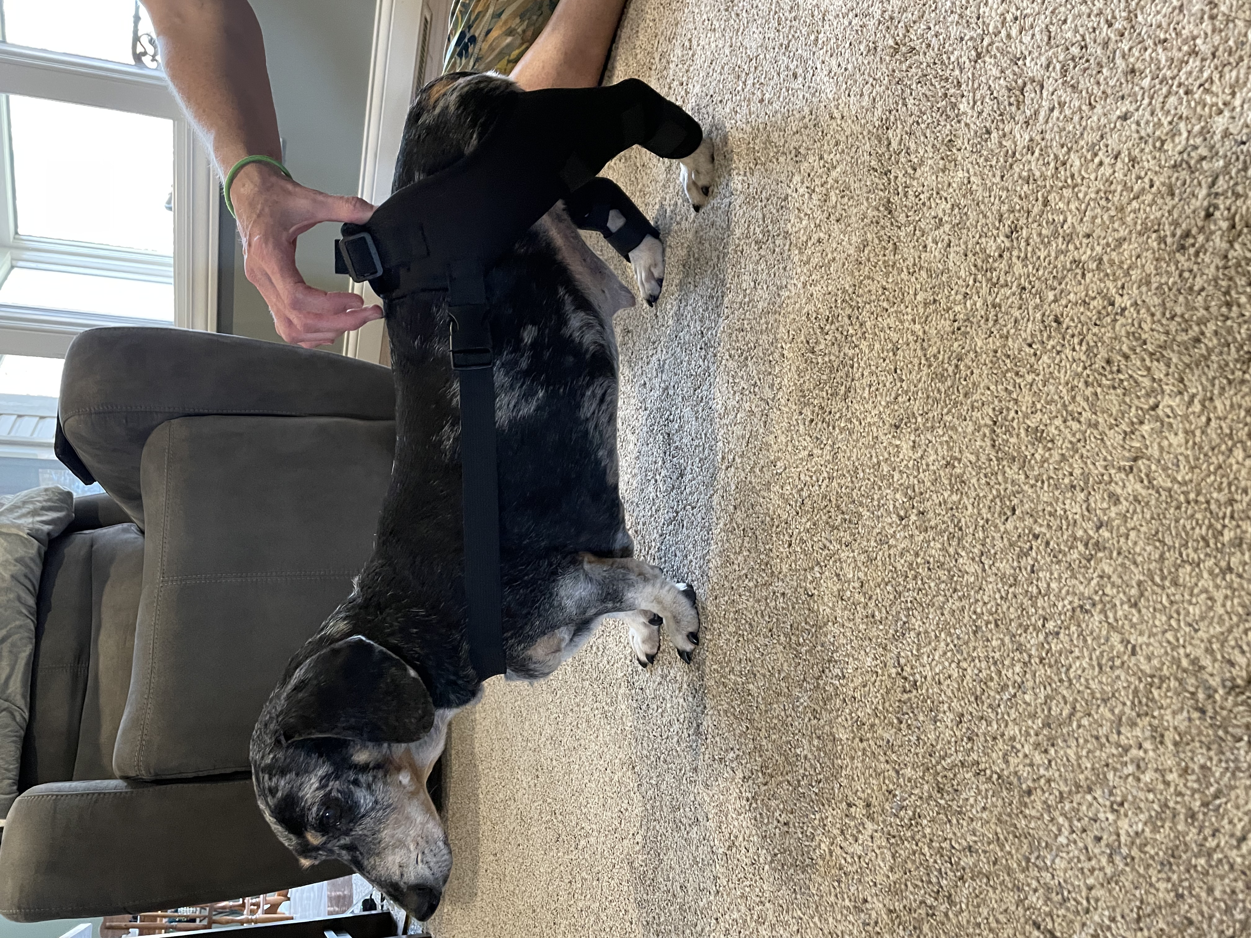 Dog Double Leg Brace review 0