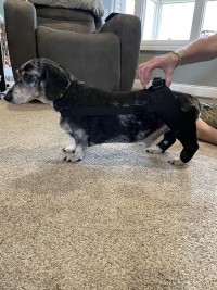 Dog Double Leg Brace review 0