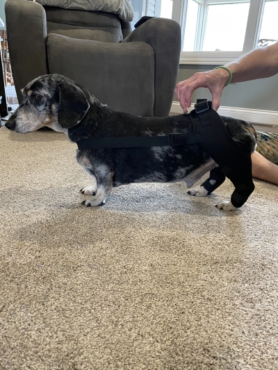 Dog Double Leg Brace review 