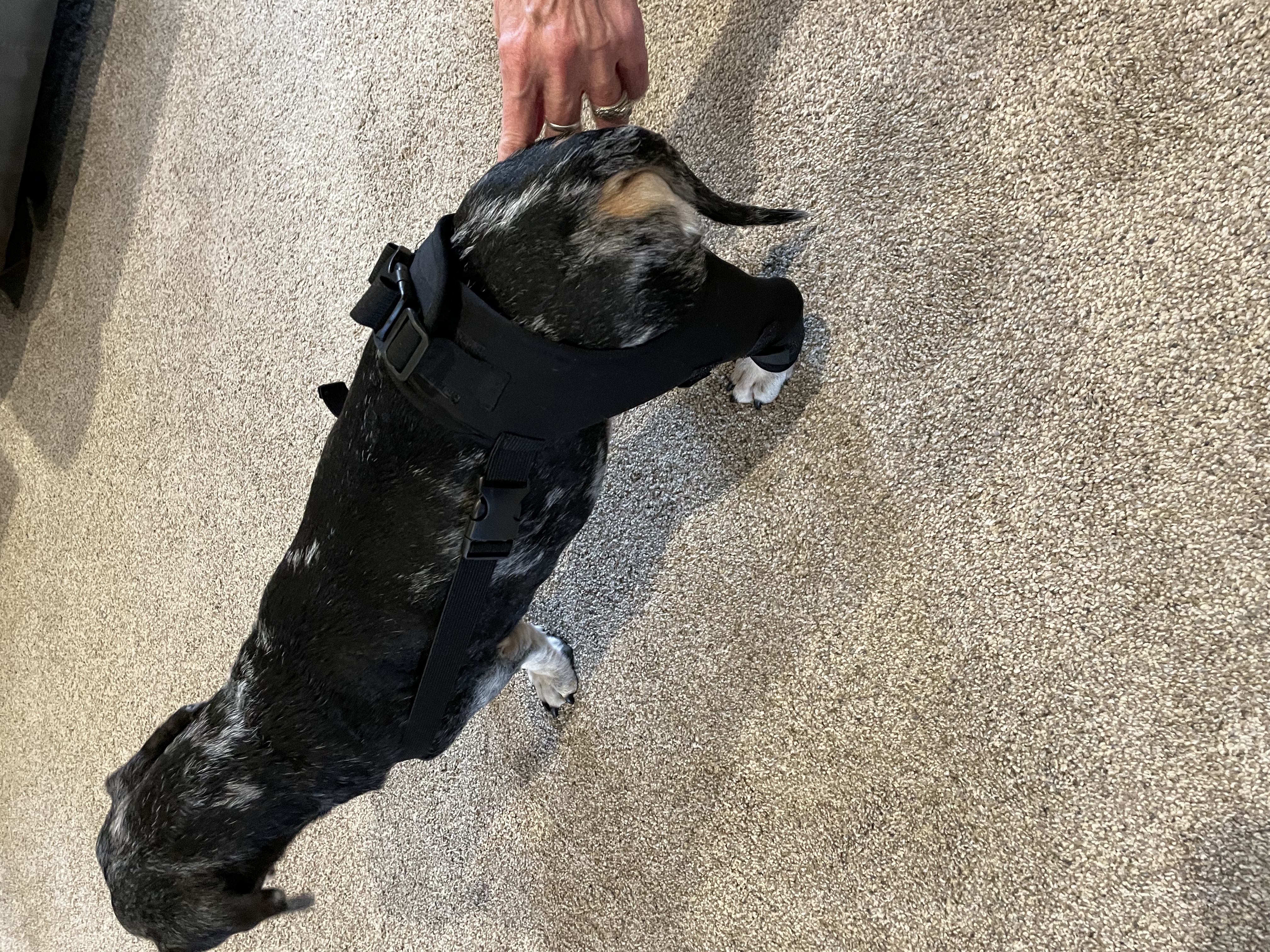 Dog Double Leg Brace review 1