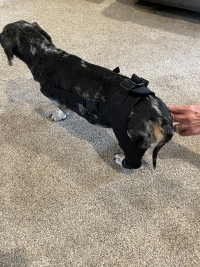 Dog Double Leg Brace review 1