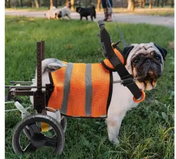 Small Dog Wheelchairs for Back Leg Support  review Calvin Hamus