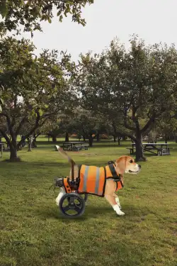 Small Rear Support Dog Wheelchair review Ashley