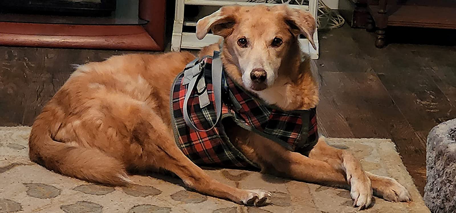 Grid Dog Lift Harness for Front Legs review aarchercox 01