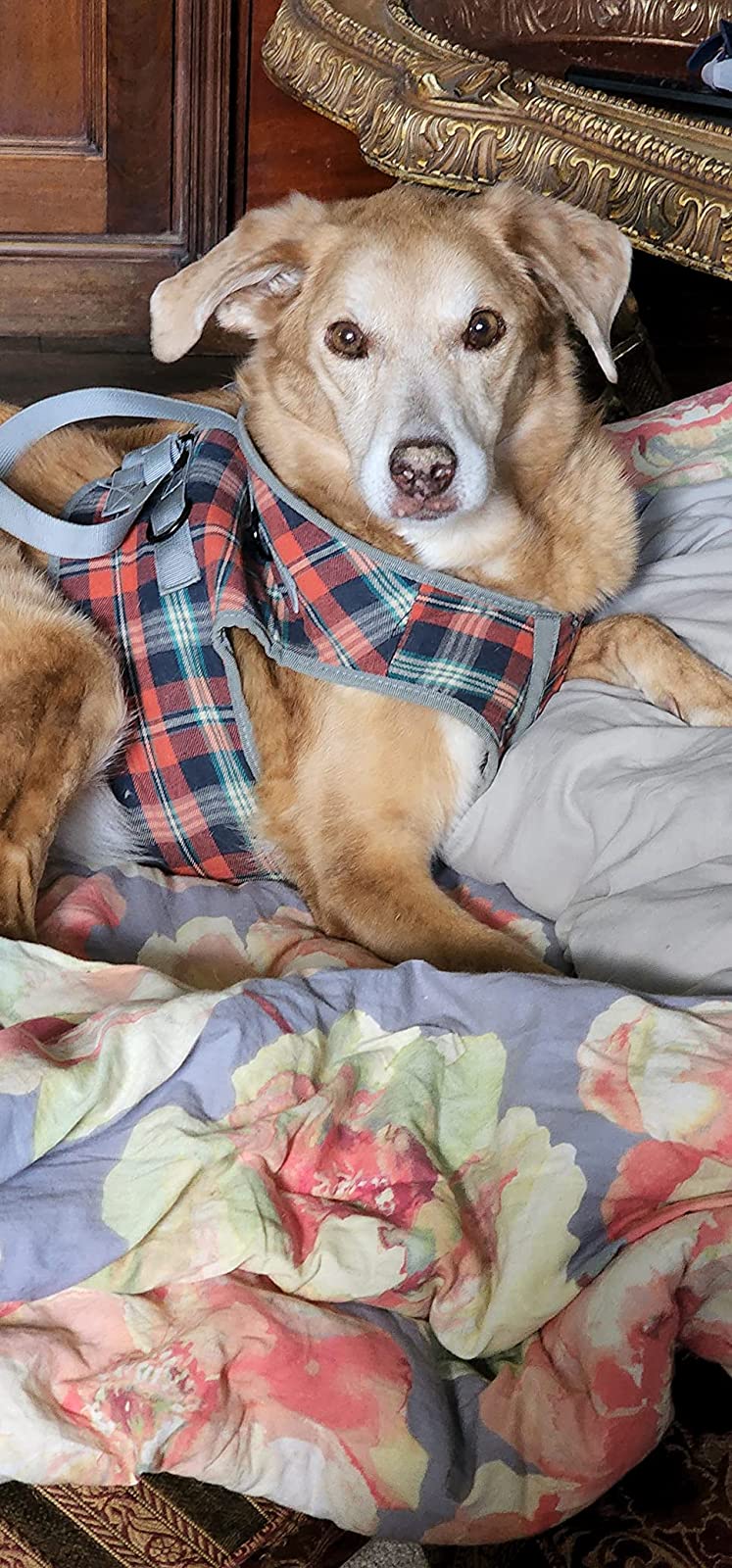 Grid Dog Lift Harness for Front Legs review aarchercox 02