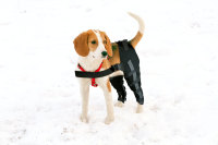 Hinged Dog Double Leg Brace review 0