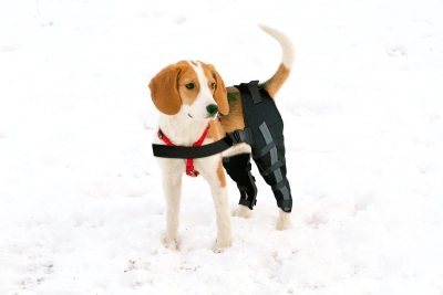 Hinged Dog Double Leg Brace review 