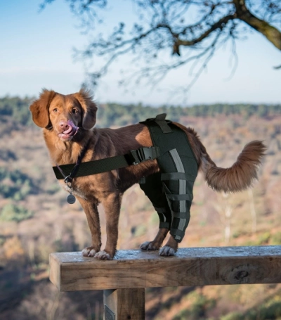 Hinged Dog Double Leg Brace review 