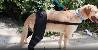 Dog Double Leg Brace review 