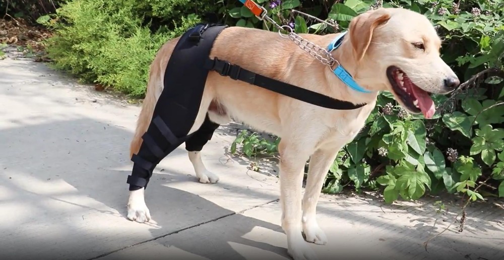 Best Double Knee Brace For Dogs Hind Legs For Sale LOVEPLUSPET