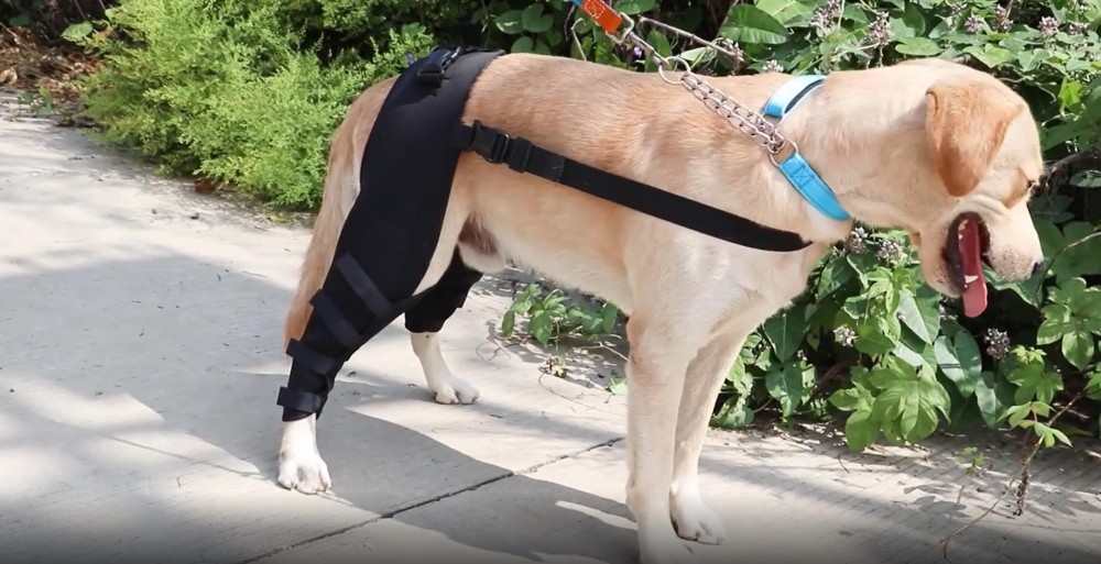 Dog Double Leg Brace review 2