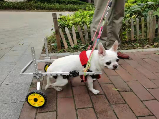 Small Dog Wheelchair for Back Legs review JoeKing