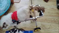 Small Dog Wheelchair for Back Legs review 0