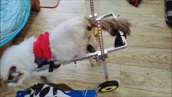 Small Dog Wheelchair for Back Legs review john corboo