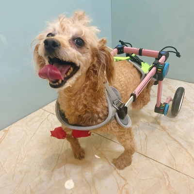 Fodable Rear Wheels for Small Dogs review 