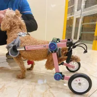 Fodable Rear Wheels for Small Dogs review 1