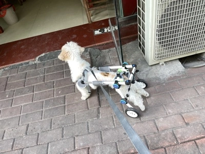 Fodable Rear Wheels for Small Dogs review 