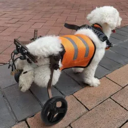 Small Dog Wheelchairs for Back Leg Support  review oldblue 01