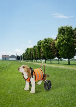 Small Rear Support Dog Wheelchair review Saddle Tramp