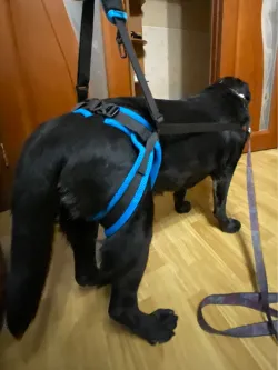 Dog Rear Harness with Handle for Lifting review Heidi Y. 01