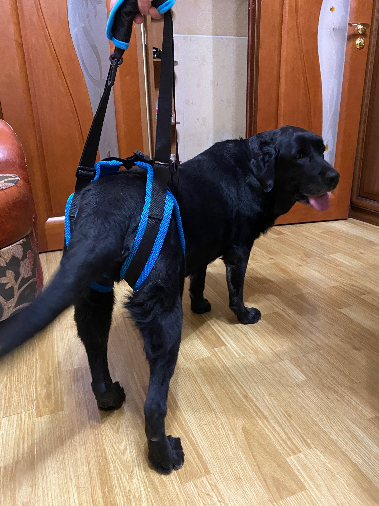 Dog Rear Harness with Handle for Lifting review Heidi Y. 02