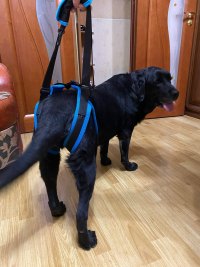 Dog Rear Harness with Handle for Lifting review 1